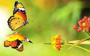 two Monarch butterflies near red petaled flowers