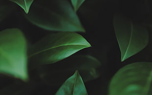selective focus photography of green leaf