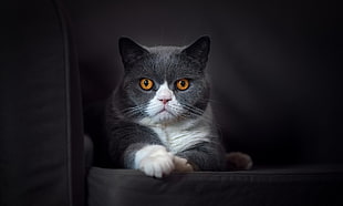 short-fur black and white cat, cat, animals