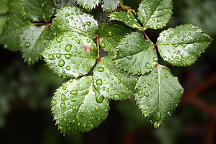 dew drops on green leaf HD wallpaper