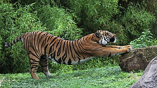orange tiger, animals, tiger, stretching HD wallpaper