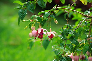 blooming red flowers during daytime, fuchsia