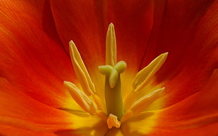 macro photography of red and yellow petal flower