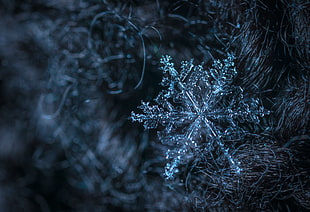 selective focus snowflake decor