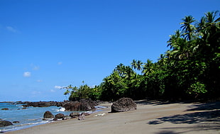 scenery of rocky shore during daytime