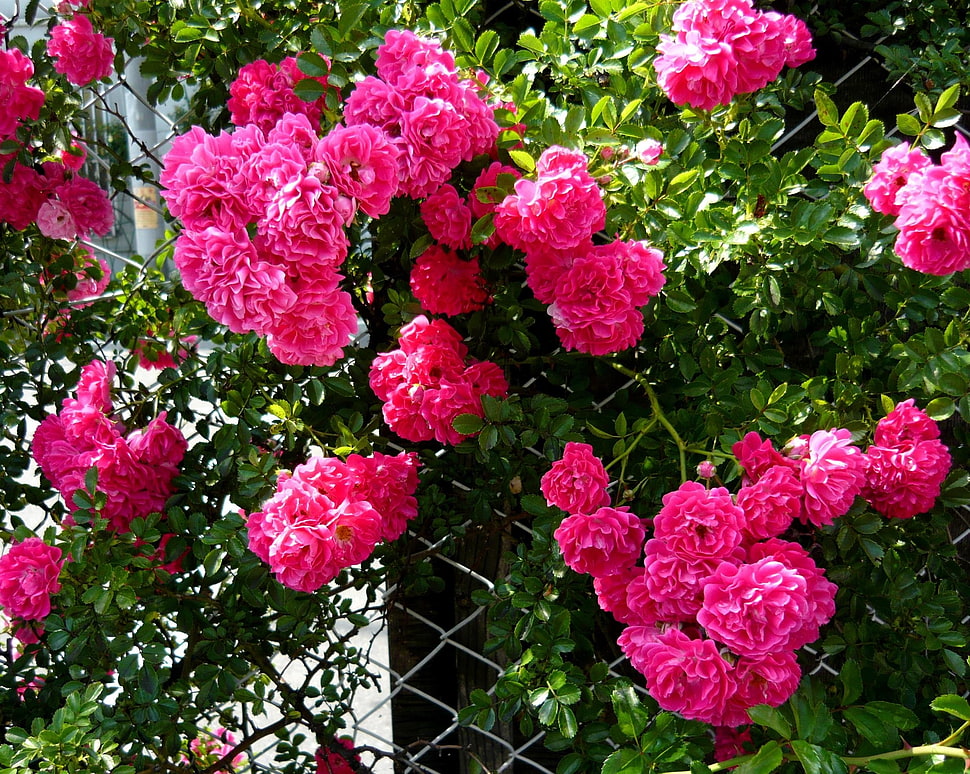 pink flowers HD wallpaper
