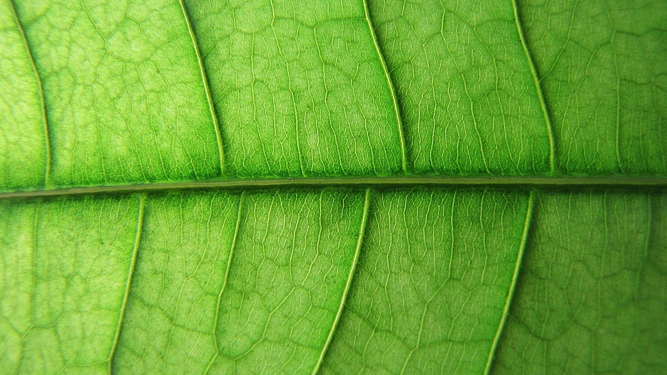 green and brown floral area rug, nature, leaves, plants, macro HD wallpaper