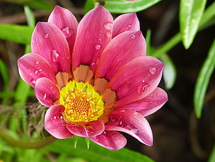 selective photo of red and yellow petal flower, gazania, salisbury