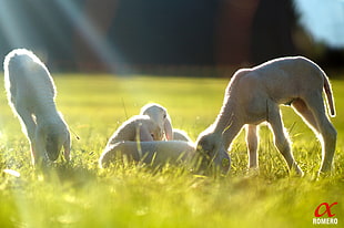 photo of four white sheep on green grass during day time, lambs HD wallpaper