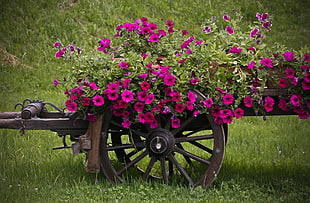 brown wooden cart carrying purple flowers