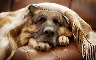 adult black and brown German Shepherd sleeping covered by brown fringe blanket close-up photo