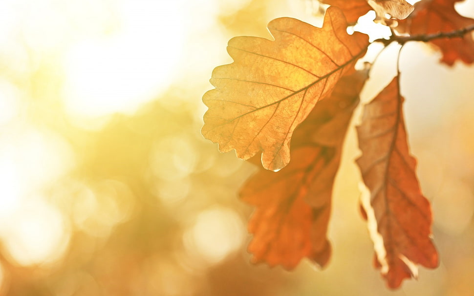 selective focus photo of dried leaf HD wallpaper