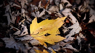 yellow maple leaf