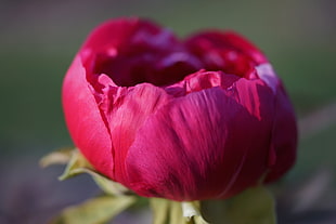 pink Peony flower in bloom close-up photo