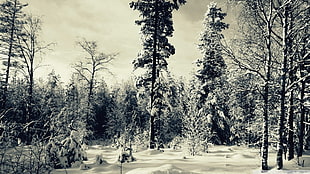 greyscale photo of trees, winter, forest