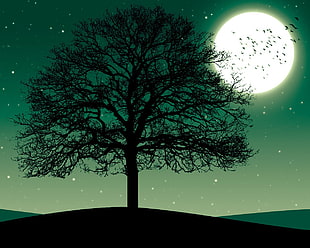 silhouette of tree under full moon sky, trees, nature