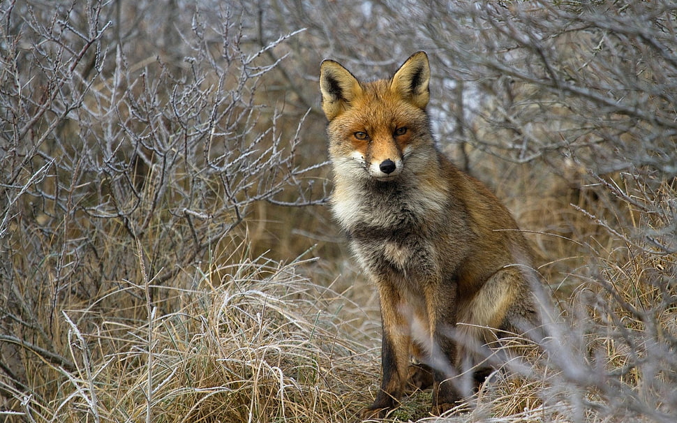Fox,  Grass,  Sit,  Forest HD wallpaper