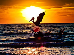 silhouette photo of pelican pirching on pelican's head with sunset as background