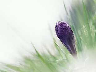 close up photography of purple flower bud HD wallpaper