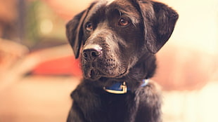 black coated dog, animals, dog HD wallpaper