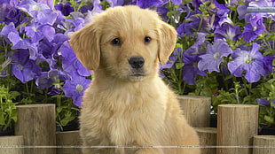 short-coated brown puppy, dog, puppies, golden retrievers, animals HD wallpaper