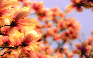 selective focus flower photograph HD wallpaper
