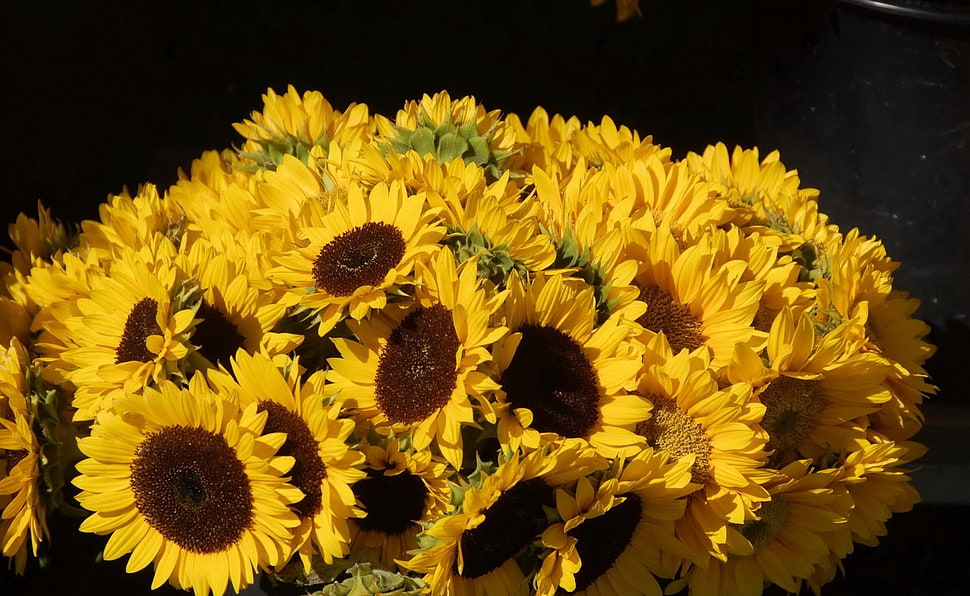 shallow focus photography of Sunflower bouquet HD wallpaper