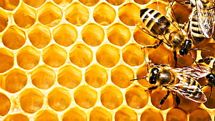 close-up photo of honeybee, honeycombs, bees, macro