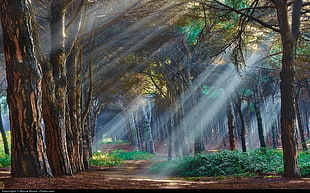crepuscular rays passing through trees painting, nature, sunlight, trees