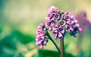 purple petal flower in micro photography
