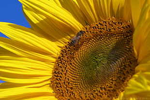 close up photo of sunflower with bee