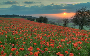 aerial view of red flowers HD wallpaper