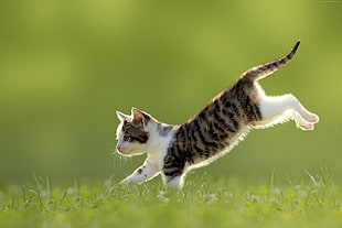 close up photography of white and black kitten running on grass