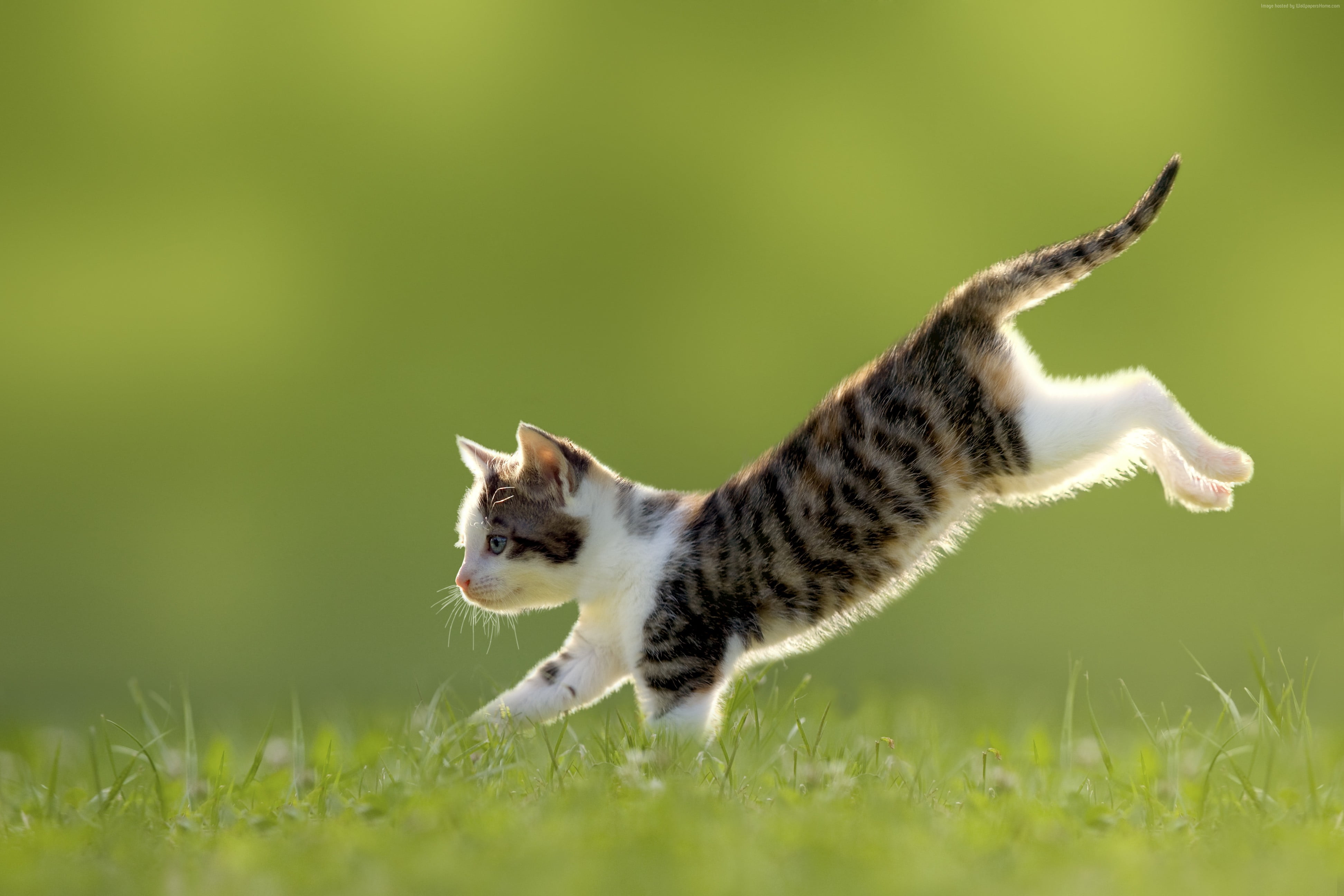 毛茸茸的小猫跳跃 750x1334 iPhone 8/7/6/6S 壁纸，图片，背景，照片