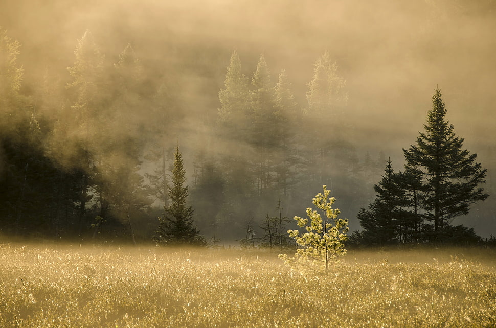 brown and green forest painting HD wallpaper
