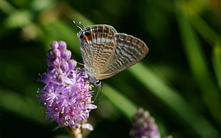 brown and white butterfly perched on purple petaled flowers in closeup photo