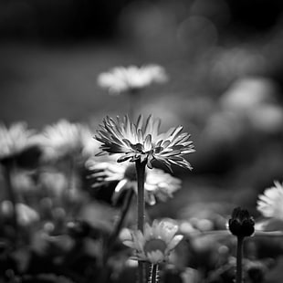 greyscale photography of flowers in bloom HD wallpaper