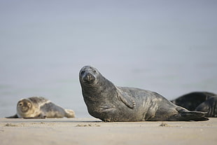 three gray seals