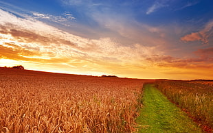 landscape photography of brown plant field under clear sky during golden hour