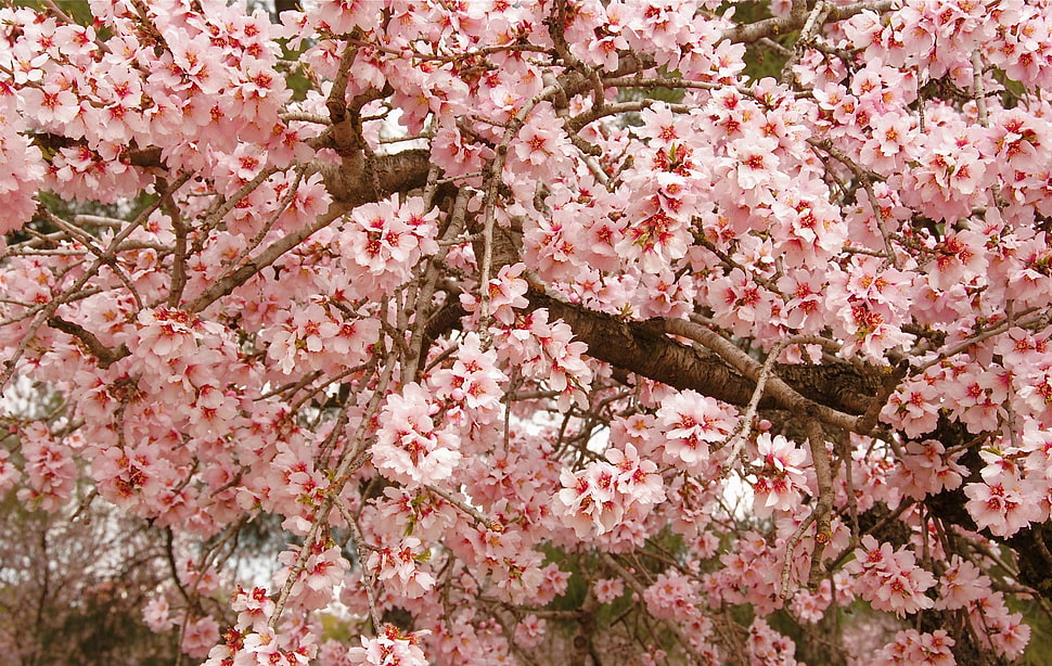pink Sakura trees HD wallpaper