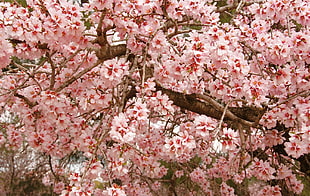 pink Sakura trees
