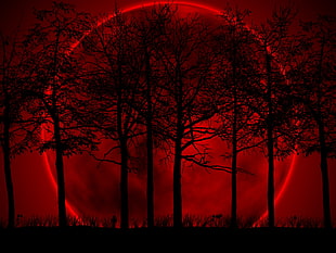 silhouette of trees on red moon HD wallpaper