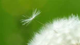 Dandelion close-up photo