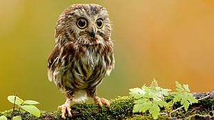 close-up photo of Owl