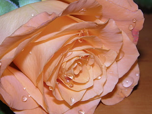 pink rose with water dews