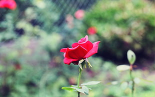 red rose with green leaves HD wallpaper