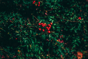 red mistletoe, Ashberry, Tree, Berries