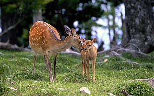 photo of two brown deers on green grass