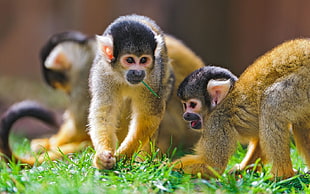 three brown monkeys on eating grass