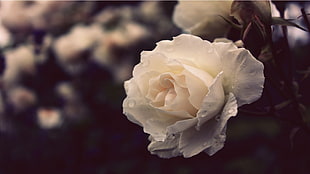 white rose, flowers, nature